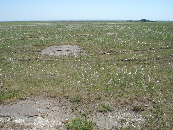 Gladiolus robertsoniae